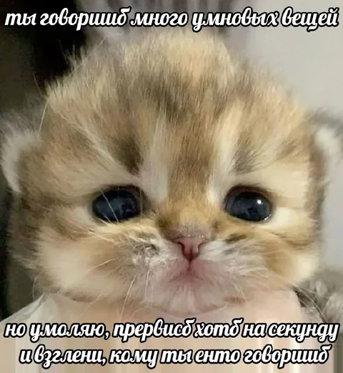 Когда говоришь умные вещи котёнку