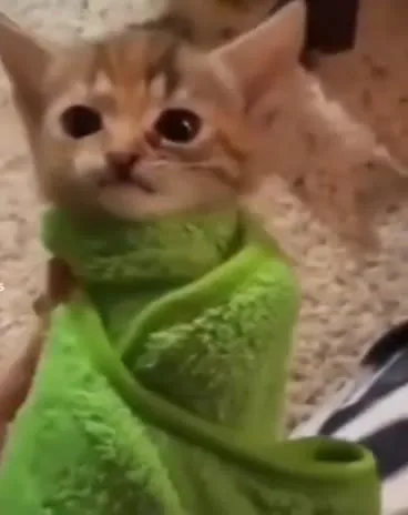 Котёнок в зелёном пледе