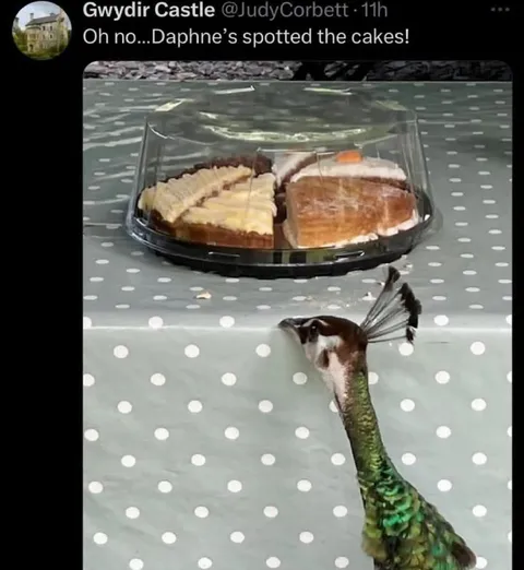 Daphne Spots the Cakes