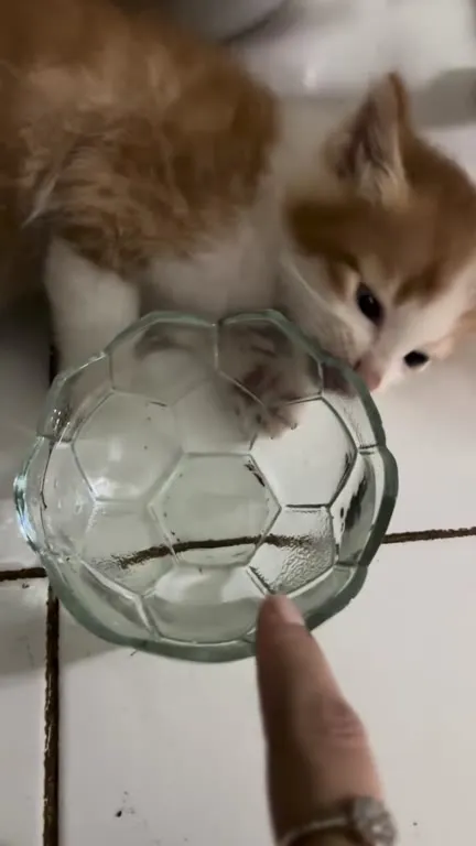 Котёнок пытается достать воду