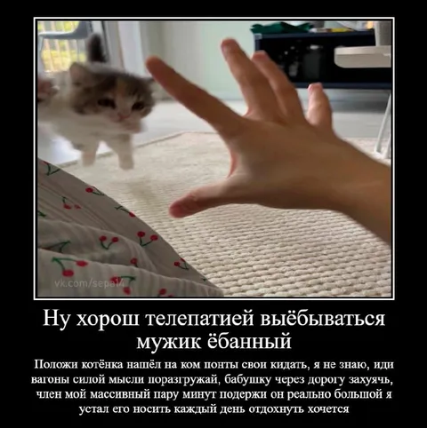 Котёнок не хочет телепаться