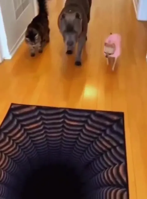 Кошка проверяет бездонный пол