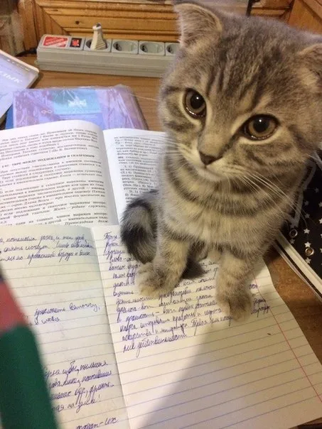 Котик помогает с конспектом