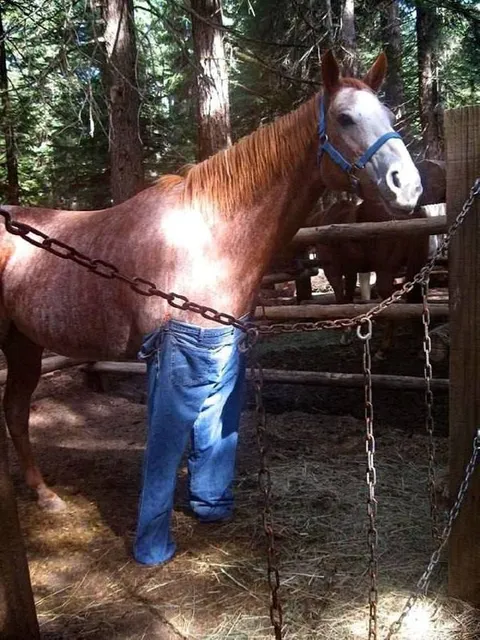 Лошадь в джинсах