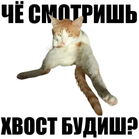 Чё смотришь, хвост будишь?