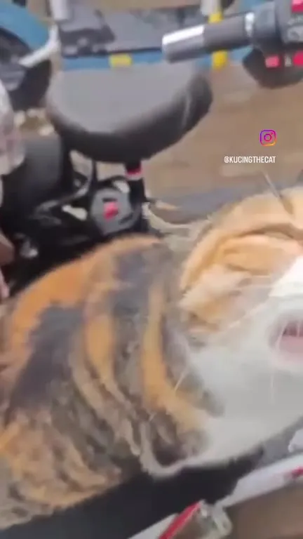 Кот поёт на скутере