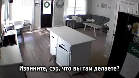 Кот атакует камеру