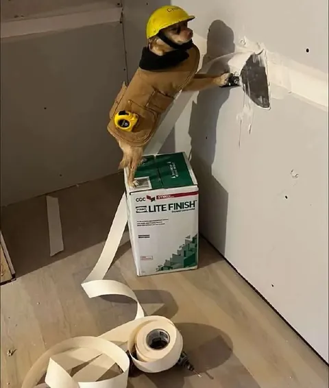 Cat Renovation Expert