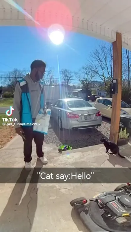 Cats Say Hello Compilation