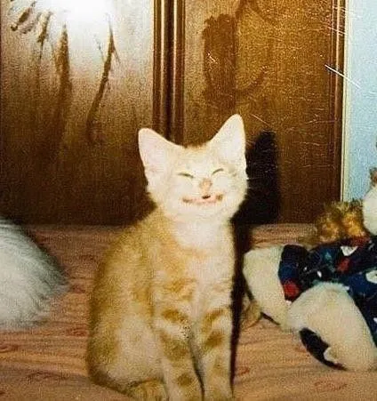 Улыбающийся котёнок