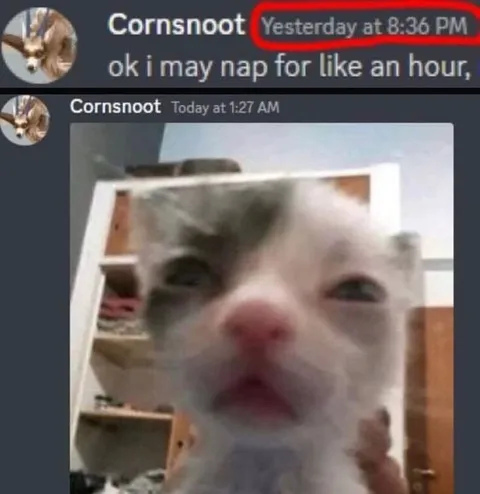 One Hour Nap Cat
