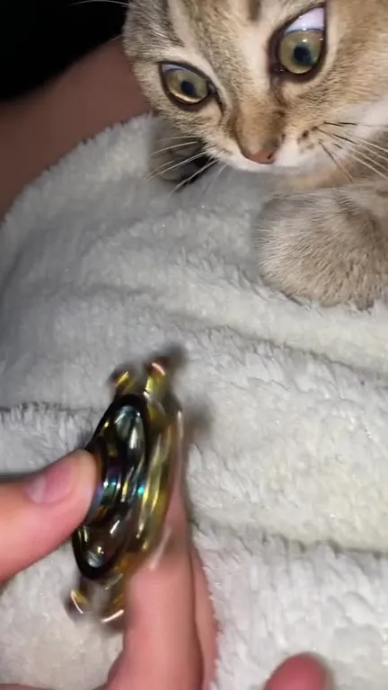 Котёнок заворожён спиннером