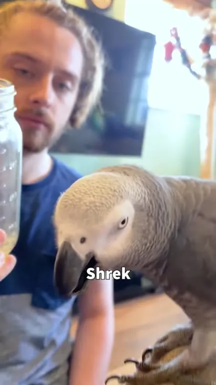 African Grey Parrot Says Random Words