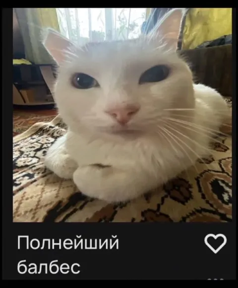 Полнейший балбес кот