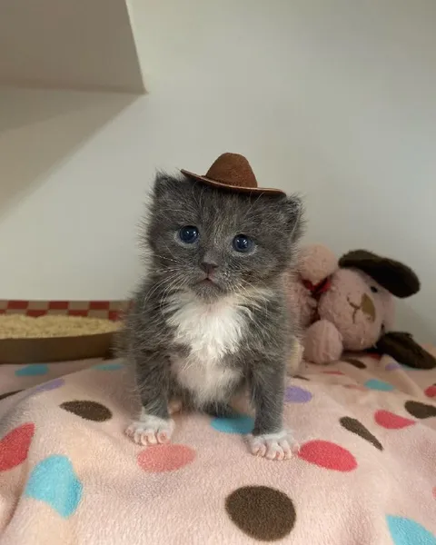 Котёнок в ковбойской шляпе