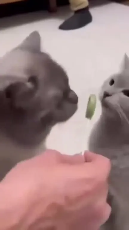 Кот угощает кота огурцом