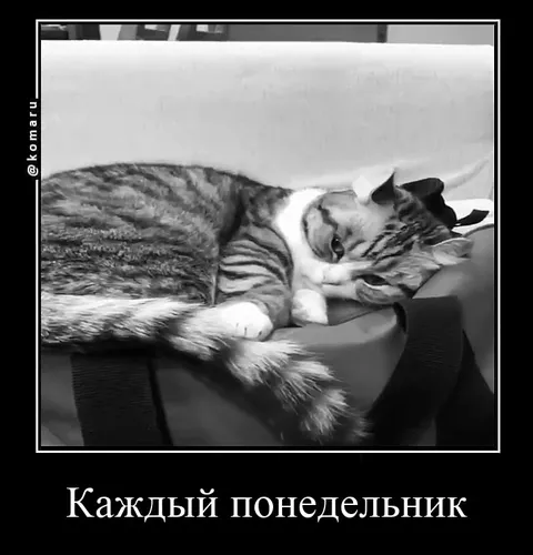 Кот, который не хочет понедельник