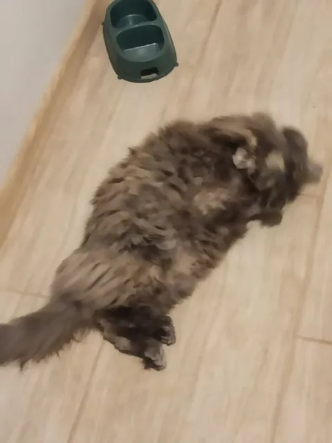 Совёнок растёкся по полу