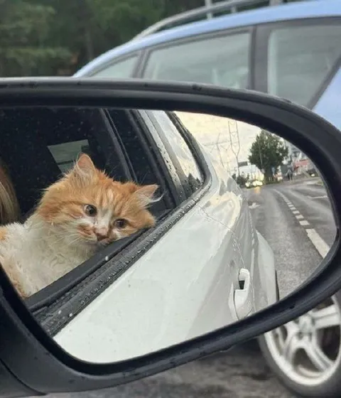 Кот в боковом зеркале