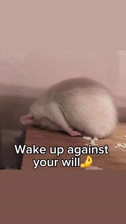 How to Live Tutorial