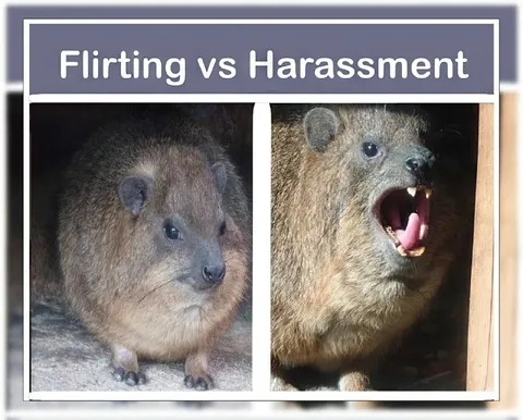 Flirting vs Harassment Hyrax