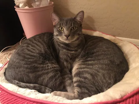 Кот с двумя телами