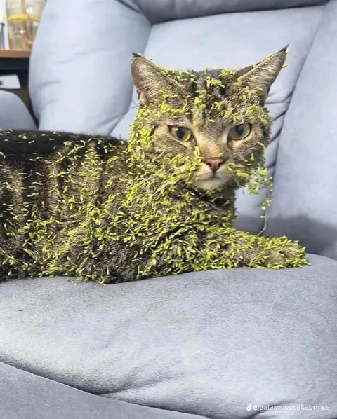 Кот, заросший мхом