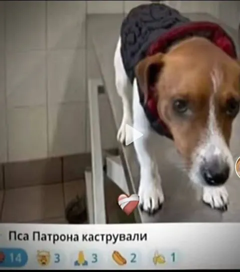 Пса Патрона кастрували