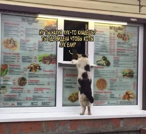 Кот требует убрать лук