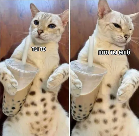 Кот пьёт странный напиток