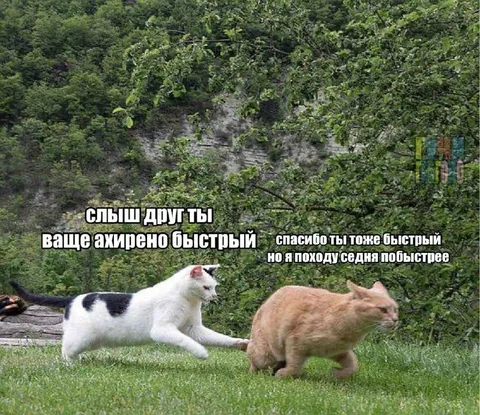 Коты соревнуются в скорости