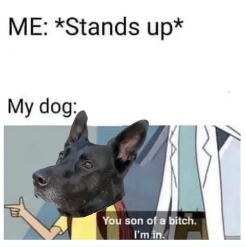 My Dog Is In