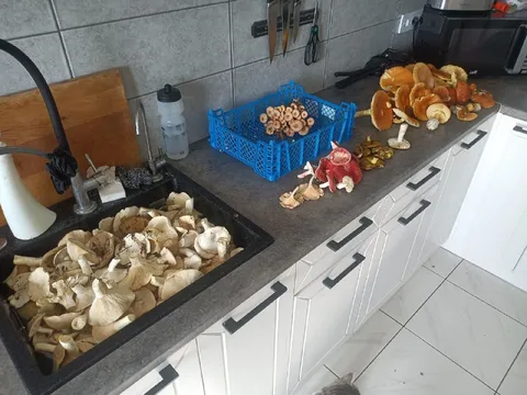 Грибы на всю кухню