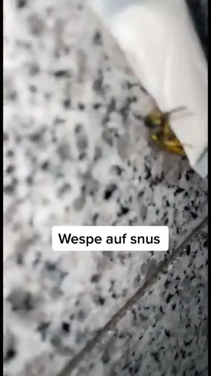 Wespe auf Snus