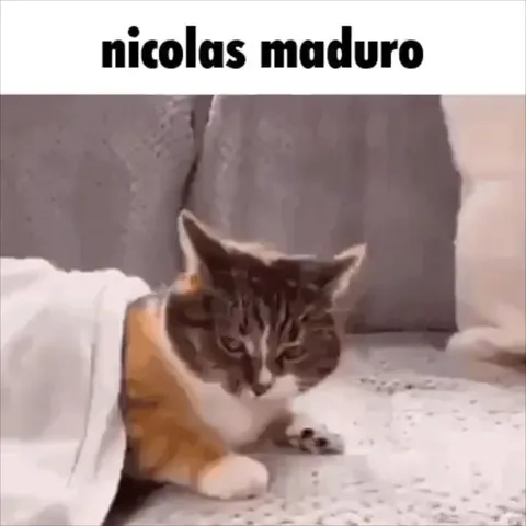 Nicolas Maduro Cat Disappears