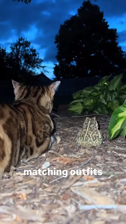 Cat and Frog Matching Outfits