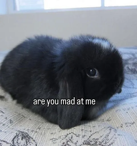 Are You Mad at Me Rabbit