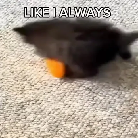 What Happens to Bad Kitties