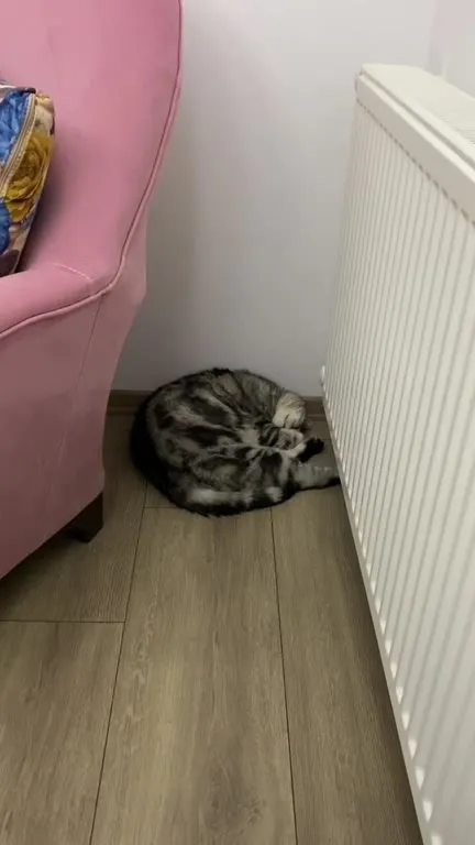 Кот храпит у батареи