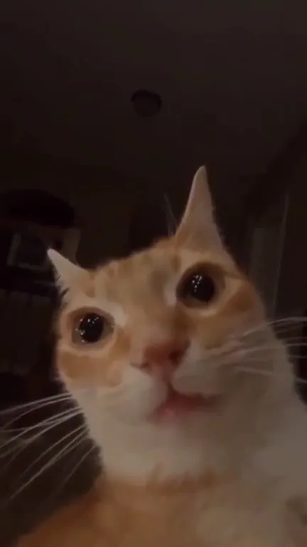 Кот смотрит в душу