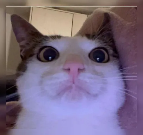 Удивлённый кот крупным планом