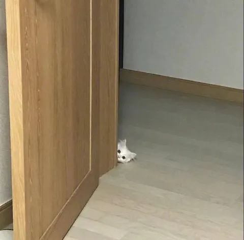 Кот выглядывает из-за двери