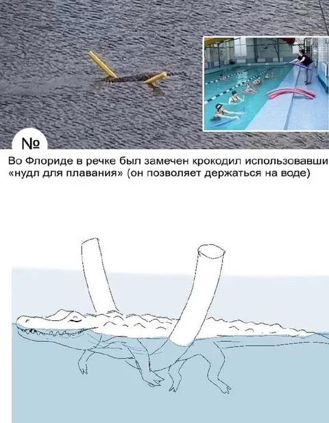 Крокодил с нудлом для плавания