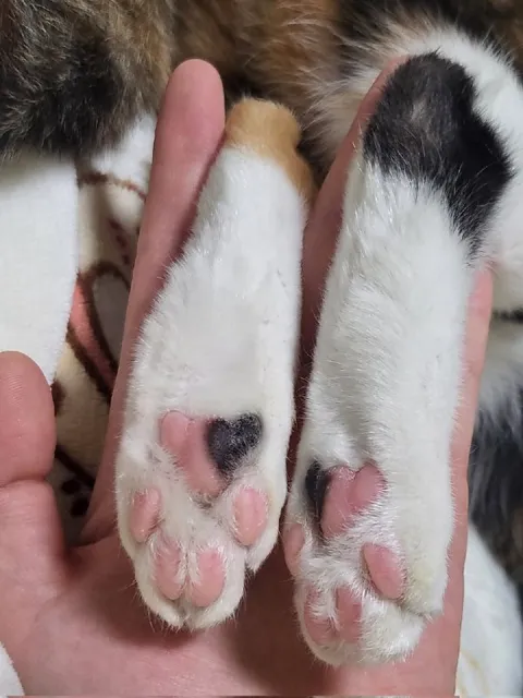 Милые кошачьи лапки