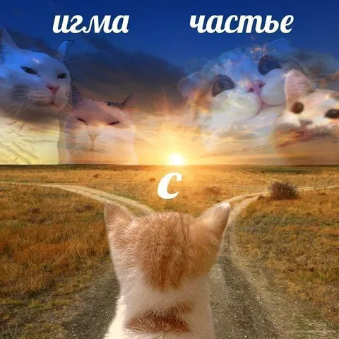 Кот идет к счастью
