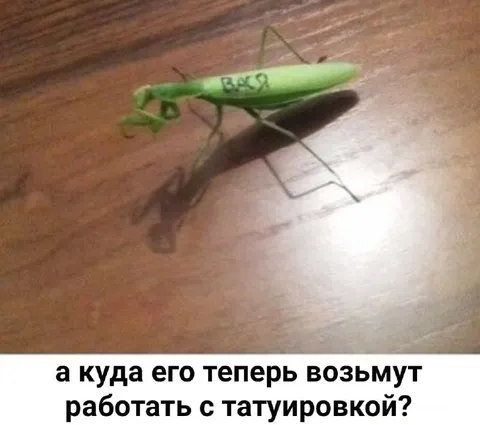 Богомол с татуировкой