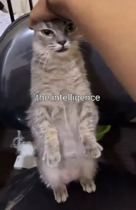 The Intelligence Cat