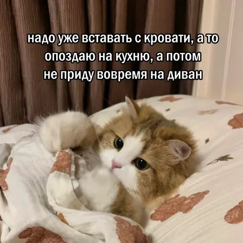 Кот не хочет вставать