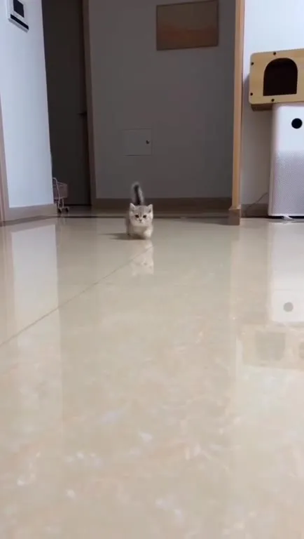Котёнок идёт за лаской