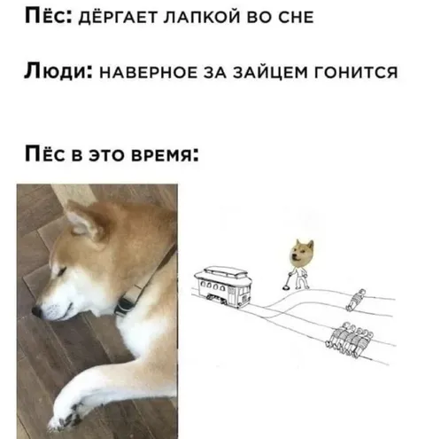 Пёс во сне гонится за зайцем